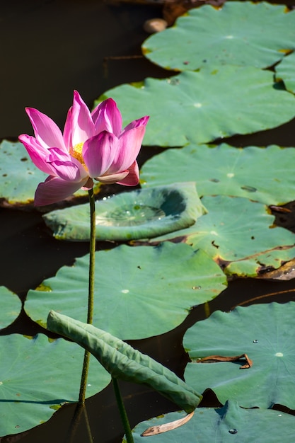 pink lotus