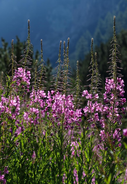 산에 피는 핑크 루팡 꽃 햇볕에 쬐인 놀라운 색상 야생 꽃