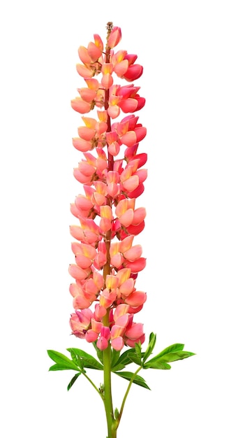 Pink lupine flowers isolated on white background Beautiful floral composition