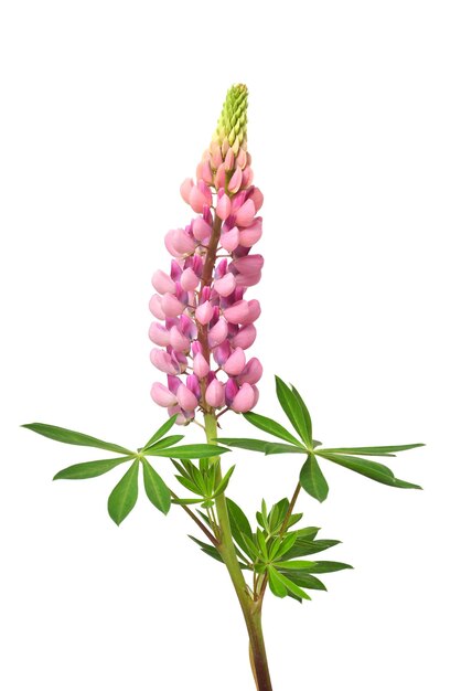 Pink lupine flowers isolated on white background Beautiful floral composition