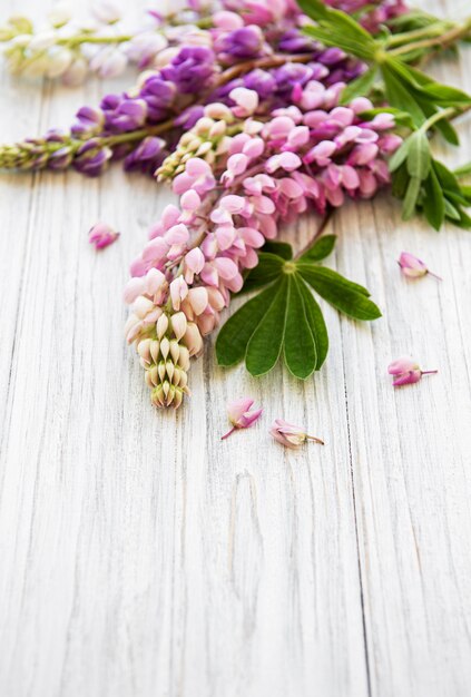 Pink  lupine flowers