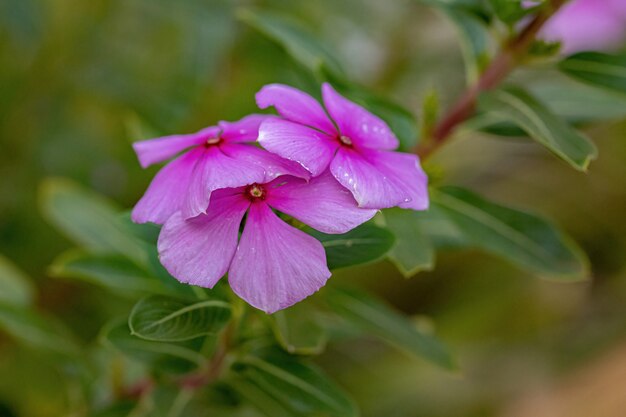 選択的な焦点を持つニチニチソウ種のピンクのマダガスカルツルニチニチソウの花