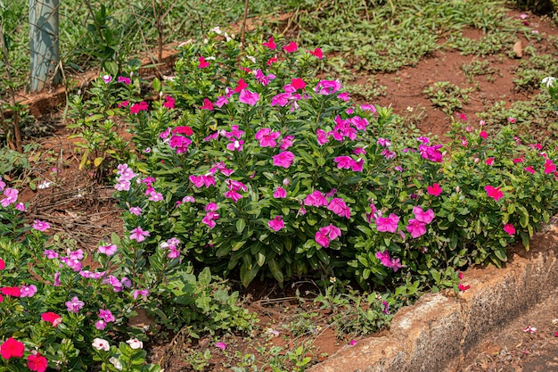 Pink Madagascar Periwinkle Flower