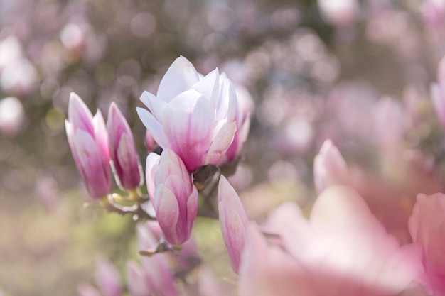 Розовая магнолия цветет в саду