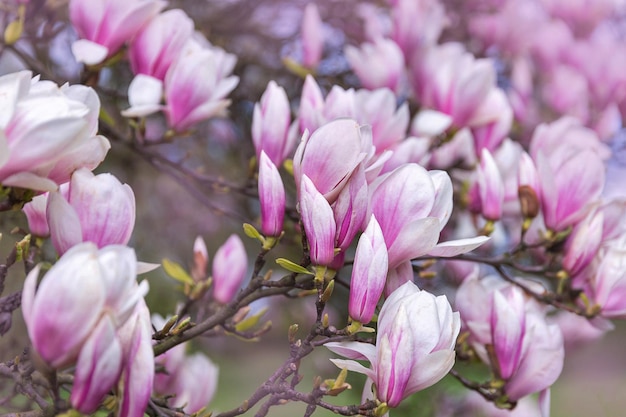 Pink magnolia blooming in the garden