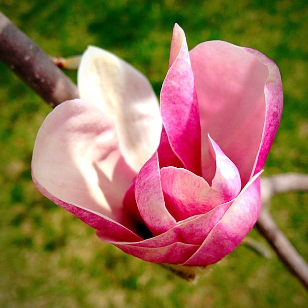 Foto magnolia rosa in fiore all'aperto