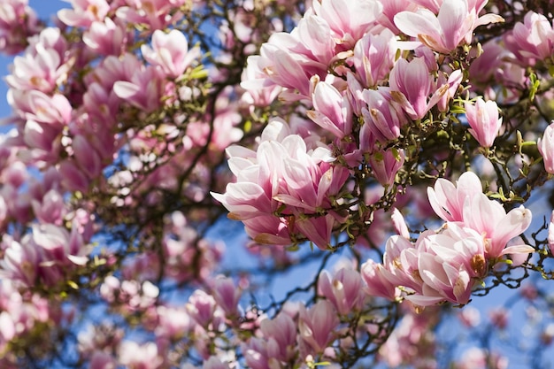 4月のピンクのマグノリアの花