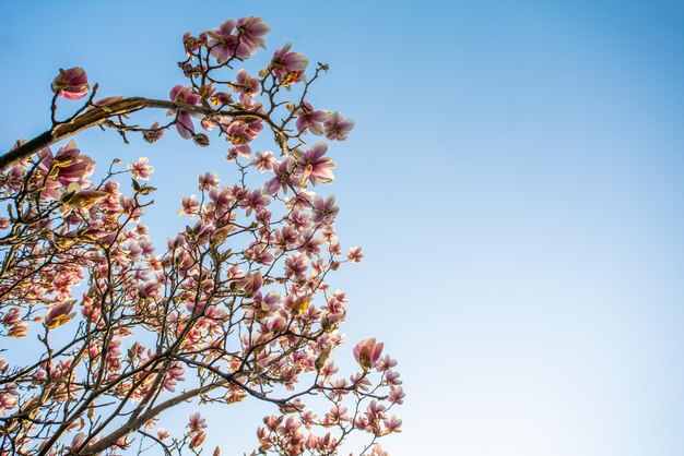 Pink magnolia blossoms on a background of blue sky place for text Floral background