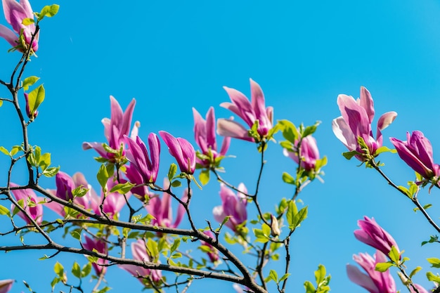 Pink magnolia flower on blooming spring tree