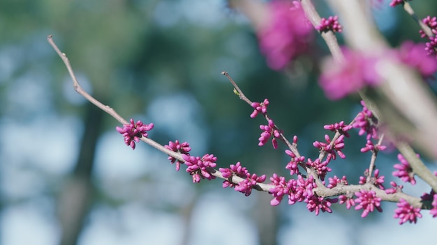 파란 하늘 배경에 분홍색 마그놀리아 꽃 아름다운 꽃 아름답게 꽃을 피우는 분홍색마그놀리아