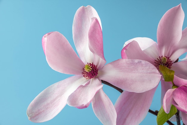 Pink magnolia flowers on blue surface