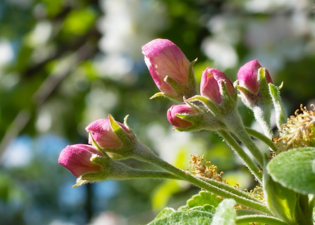 白い背景に分離されたピンクのモクレンの花