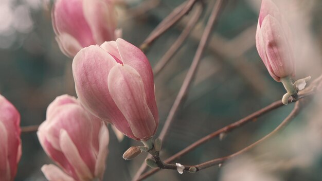 写真 ピンクのマグノリアの花が青い空の背景に麗な花が麗にいています ピンクマグロリア