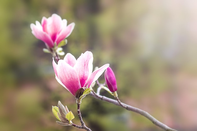 Pink magnolia flowers on a tree branch on a blurred background Copyspace Basis for a postcard Selective focus