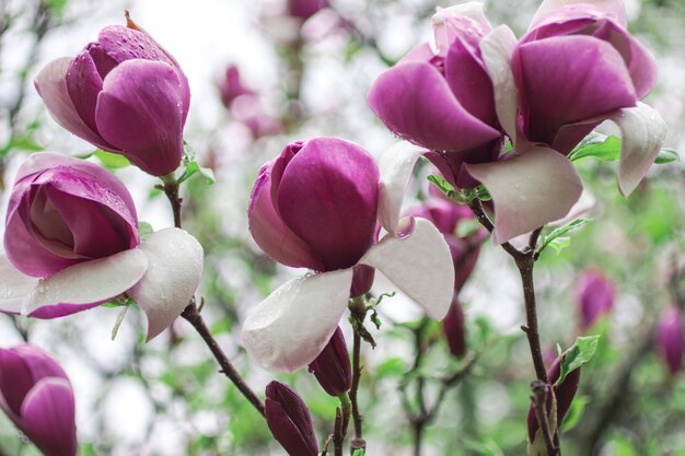 pink magnolia flowers on tree branches