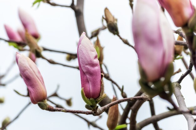 Pink magnolia flowers on tree on sky background.