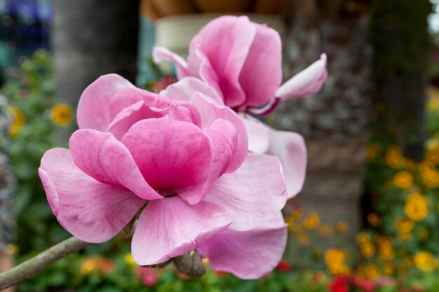 Photo pink magnolia flowers