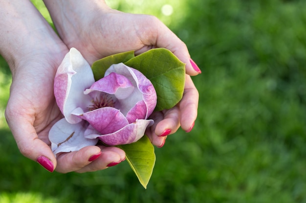 Pink magnolia in hand