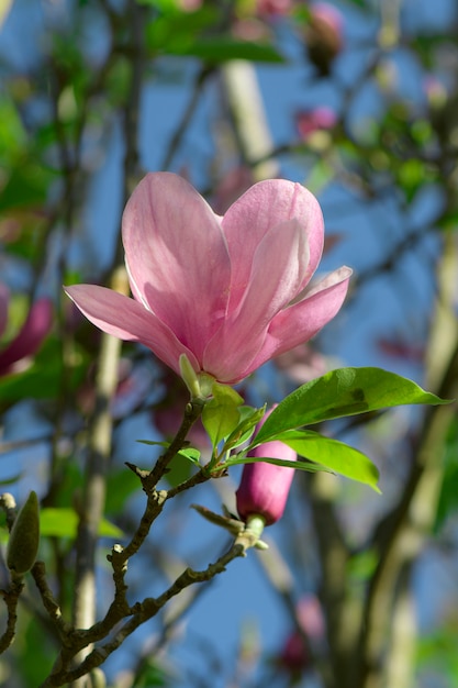 핑크 목련 (Magnolia liliiflora.) 또는 튤립 나무.