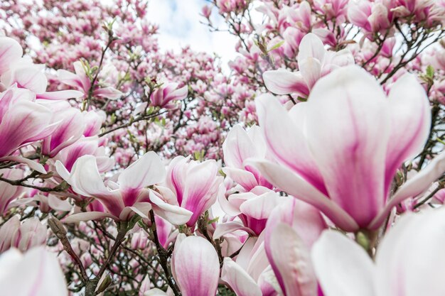 Pink Magnolia Tree with Blooming Flowers during Springtime