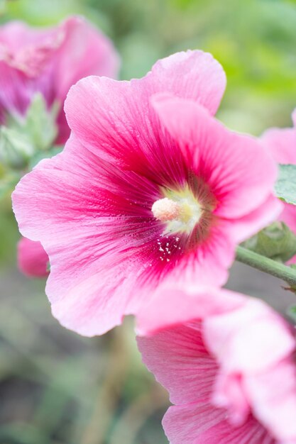 ピンクのゼニアオイの花