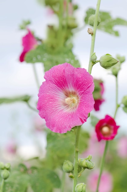 정원에 있는 핑크 Malva Alcea rosea 장미 꽃이 만발한 접시꽃