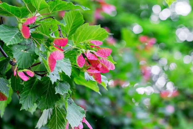 Pink maple seeds on a green blurry background