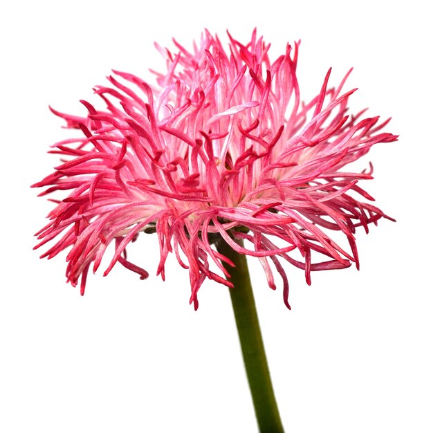 Photo pink marguerite flower isolated on white background flat lay top view