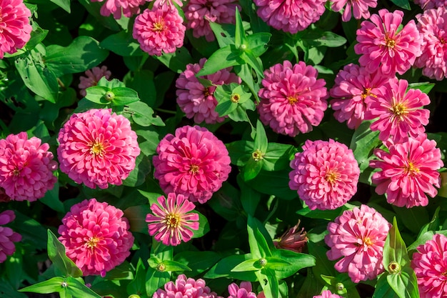 pink marigold flowers