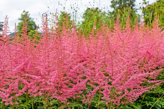 Pink meadow flowers natural landscape