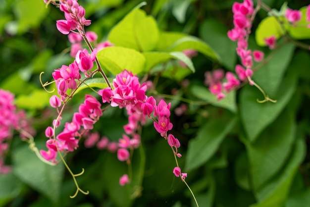 Pink Mexican Creeper Antigonon leptopus HookArn blossoming in the garden