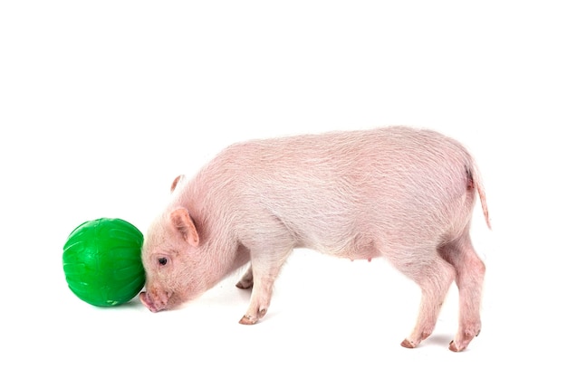 pink miniature pig in front of white background