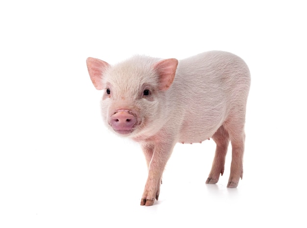 pink miniature pig in front of white background