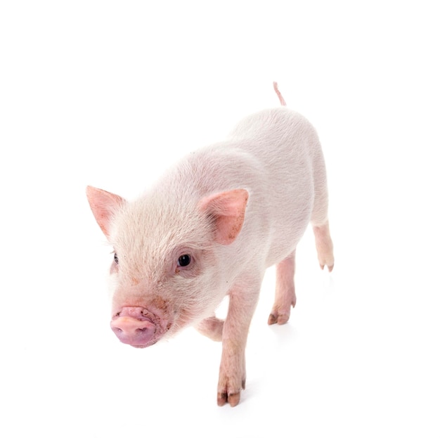 pink miniature pig in front of white background