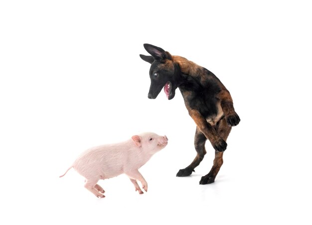pink miniature pig and puppy malinois in front of white background