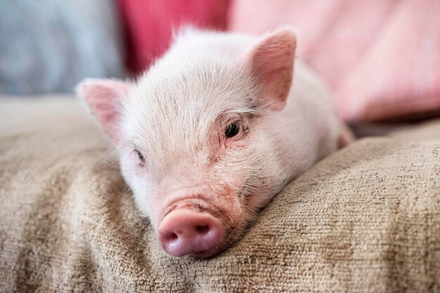 Photo pink miniature pig on the sofa in an house