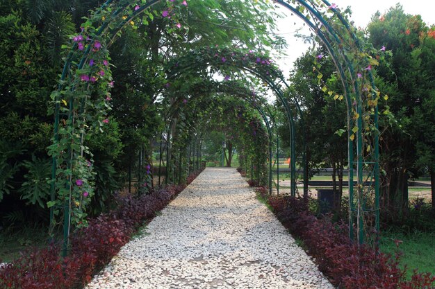 Photo pink morning glory ipomoea carnea arbor in the garden