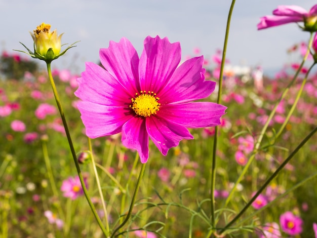 曇った青い空の下でピンクの苔の花