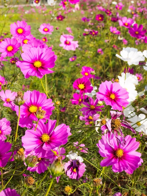 曇った青い空の下でピンクの苔の花