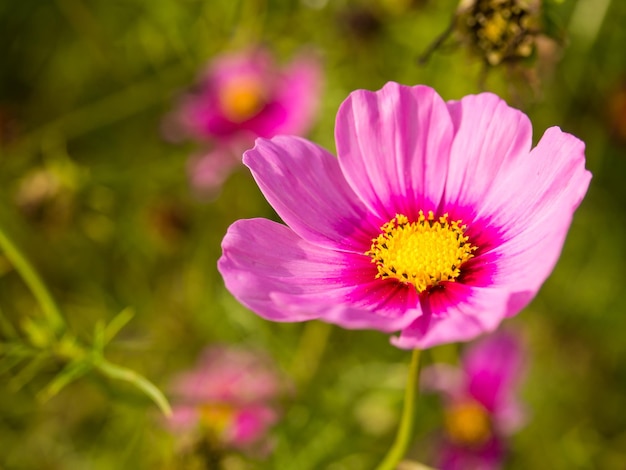 曇った青い空の下でピンクの苔の花