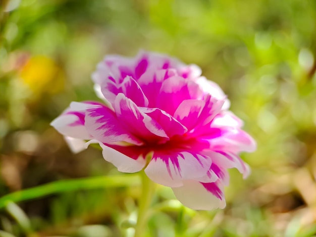 Pink moss rose flower on green blur background portulaca\
grandiflora tree with flowers macro photography shot in the\
garden