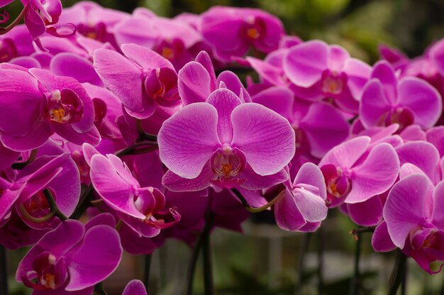 Pink Moth orchids, commonly known as the moon orchid