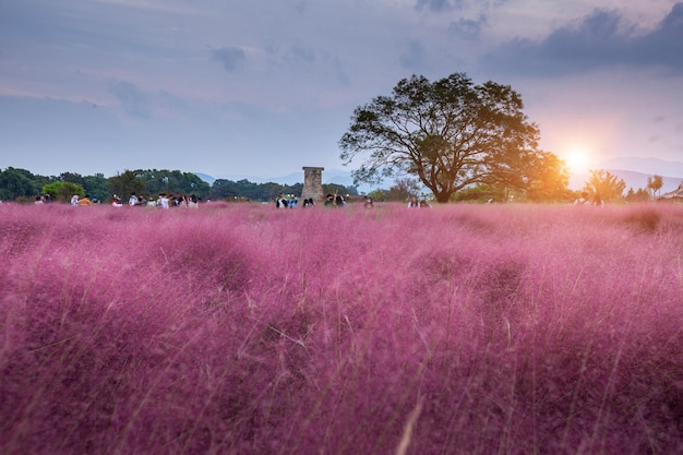 사진 남한의 gyeongju gyeongsangbukdo에 있는 cheomseongdae 근처의 해가 지는 분홍색 muhly grass