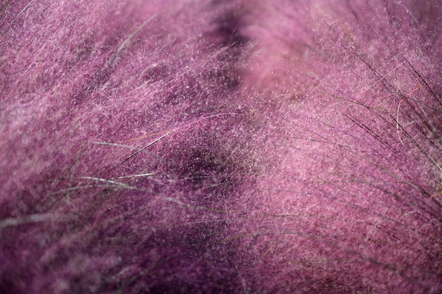 Pink Muhly grass growing in garden