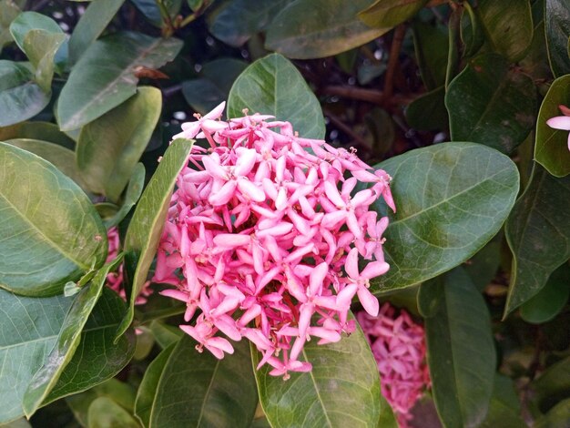 ピンクの針の花と葉の背景