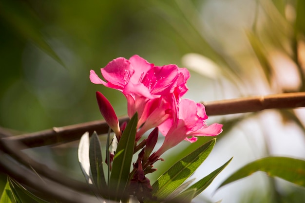 Розовый цветок олеандра на дереве с мягким солнечным светом утром