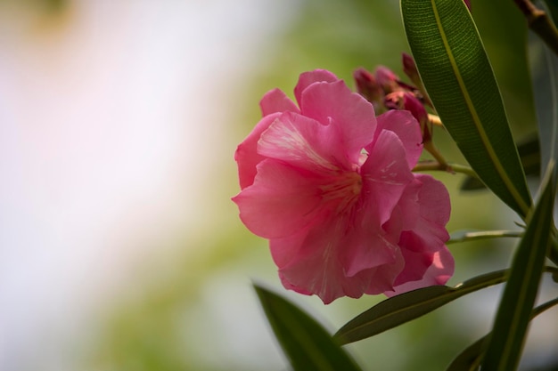 朝の柔らかな日差しと木の上のピンクのオレアンダーの花