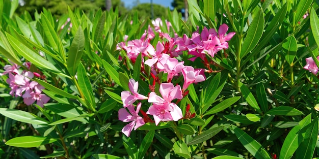 ギリシャのアテネで一緒に咲くピンクのキョウチクトウの花