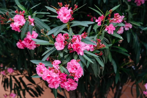 Photo the pink oleander flowers in the garden