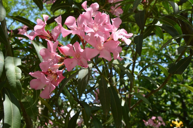 Pink Oleander Nerium shrub grows in the tropical garden.